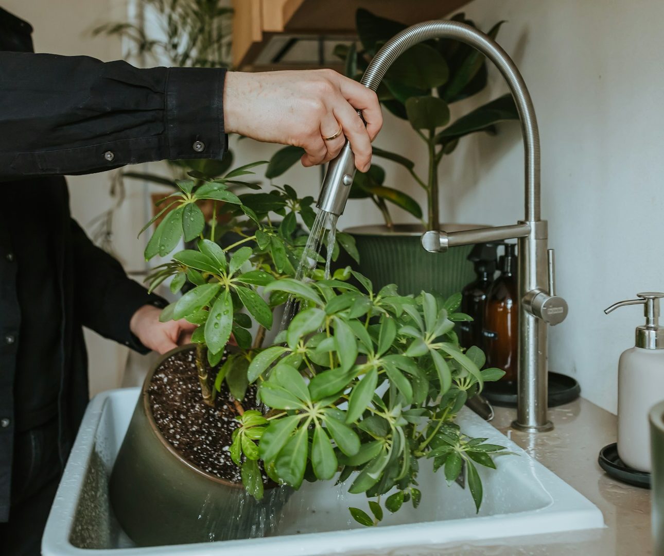 Pflanzen & Haushalt mit Wasser